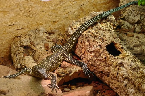 varanus%20doreanus.jpg