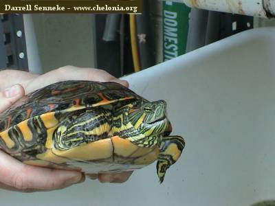 trachemysdorbignyidarrell2.jpg