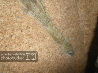 geckos006.jpg