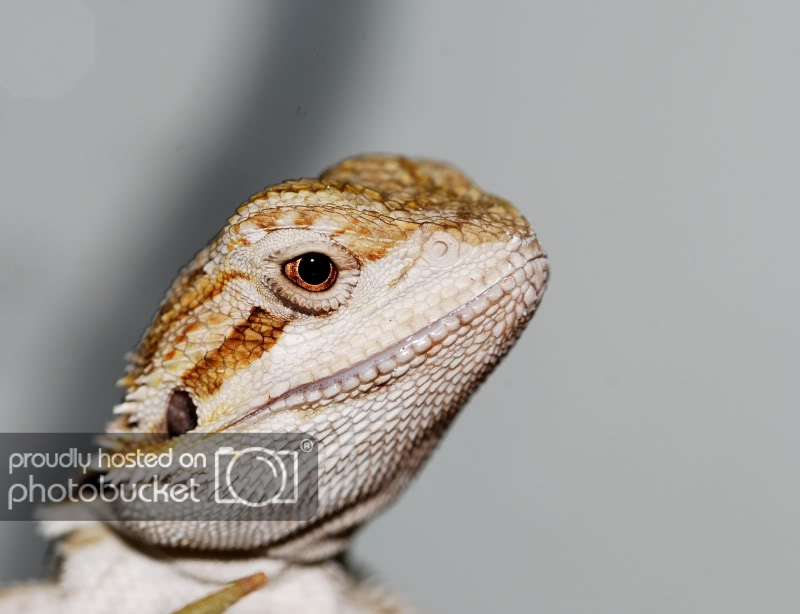 pogona2.jpg