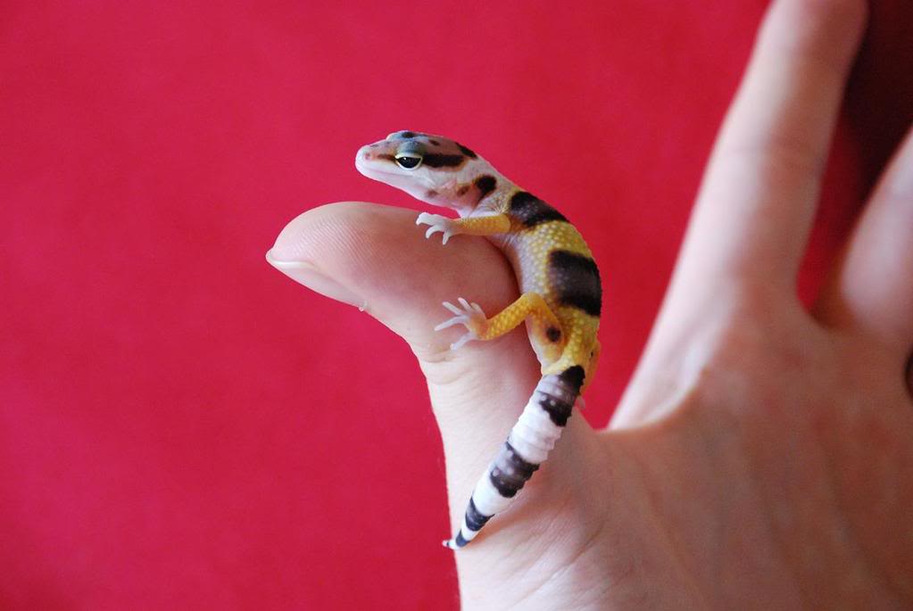 1rGecko-3semanas2.jpg