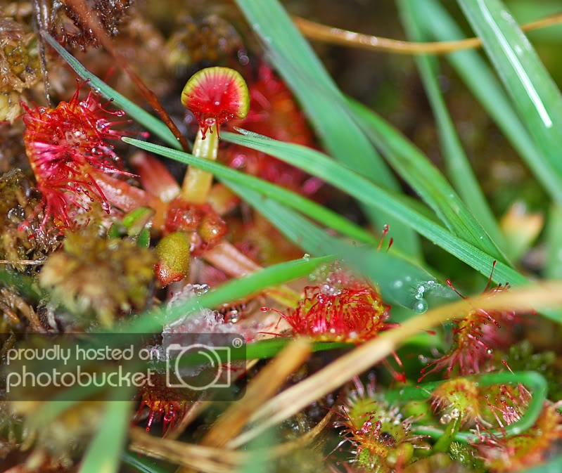 drosera.jpg