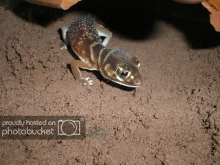 geckos021.jpg