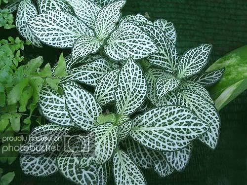Fittonia-verschaffeltii-1.jpg