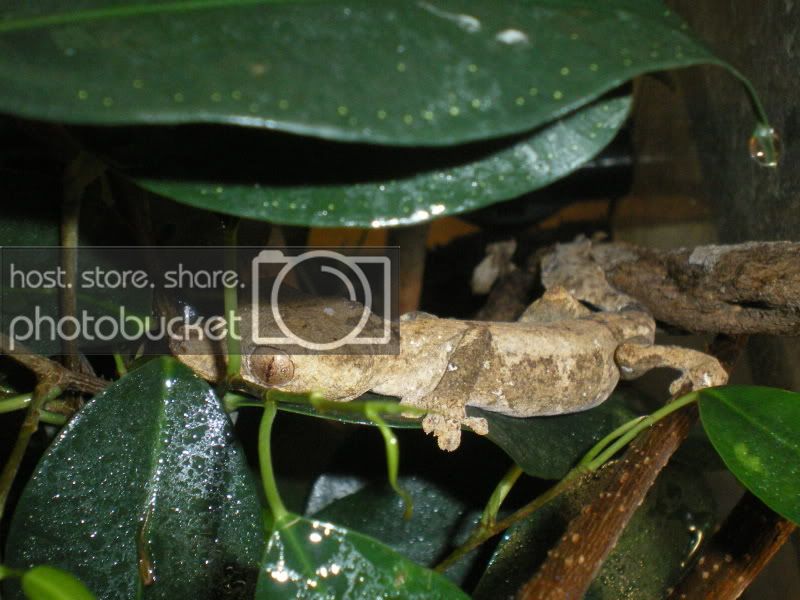 Uroplatusssp026.jpg