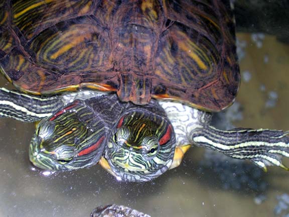 two-headed-turtle-2.jpg