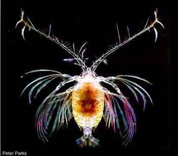 copepodo.jpg