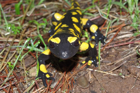 salamandra1web.jpg