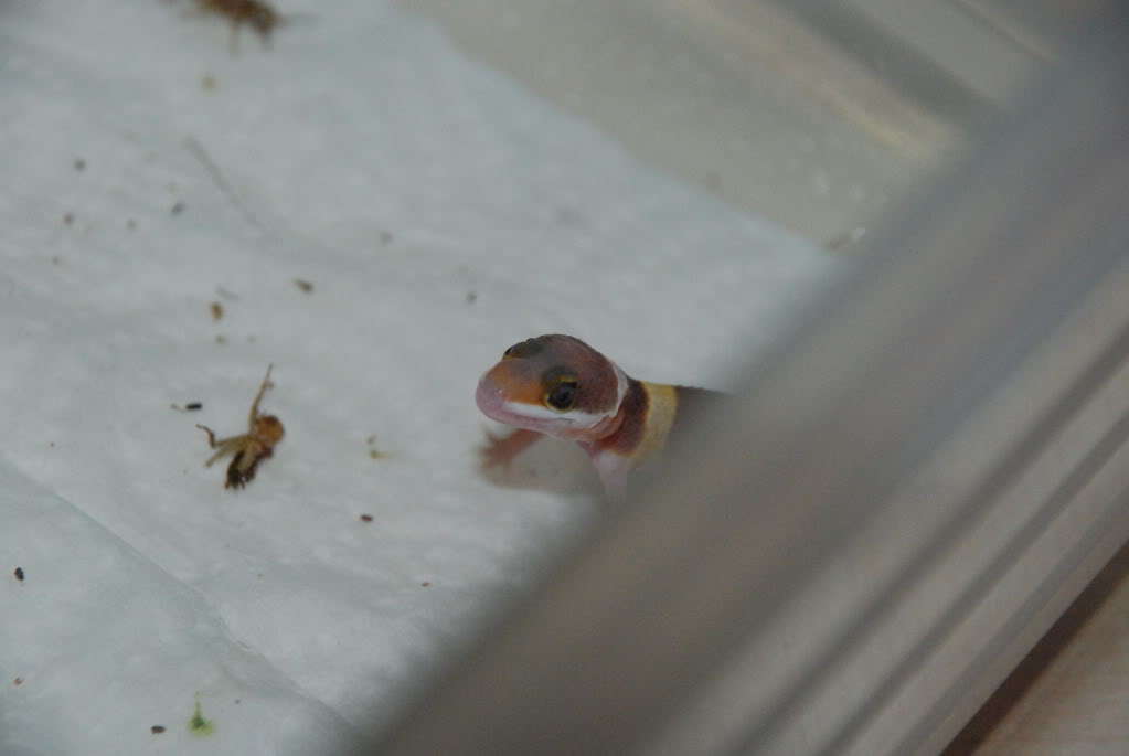 geckos09004.jpg