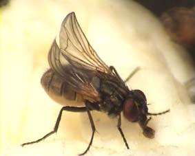 Curly%20winged%20Fly%20close%20up.jpg