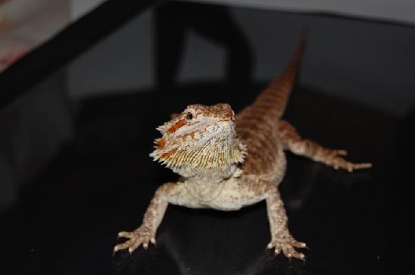 Pogona8.jpg