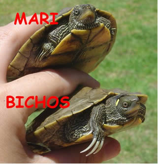 tortugas_4.jpg