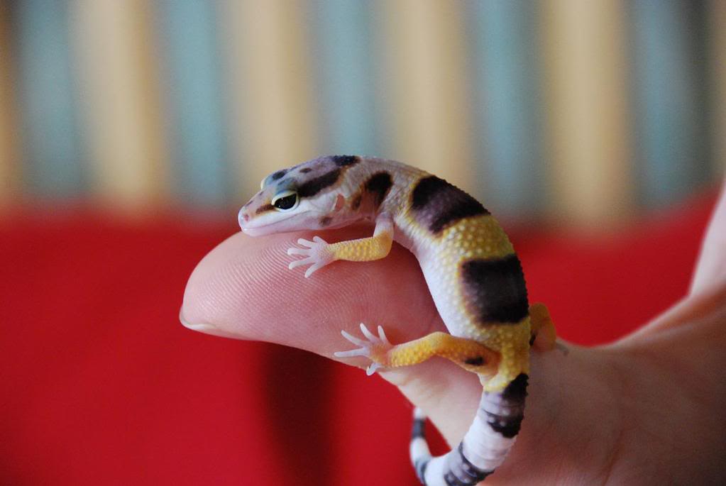 1rGecko-3semanas1.jpg