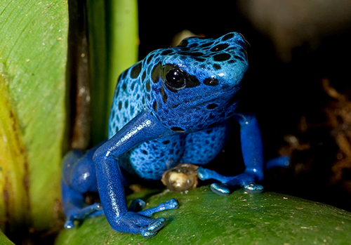 dendrobate-azureus_1.jpg