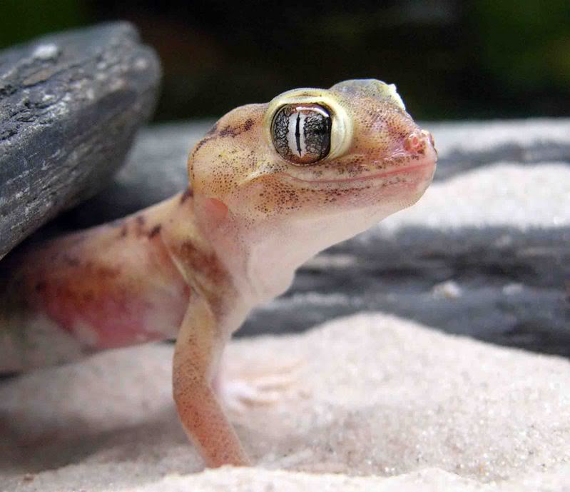 gecko9.jpg