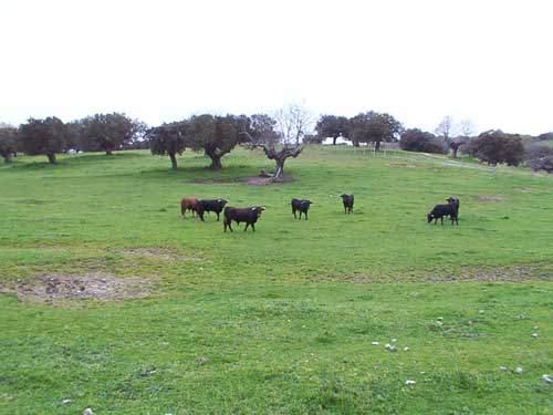 dehesa-charra.jpg