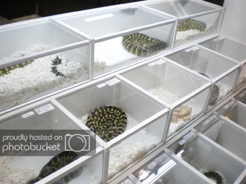 expoterraria08sept013Medium-1.jpg