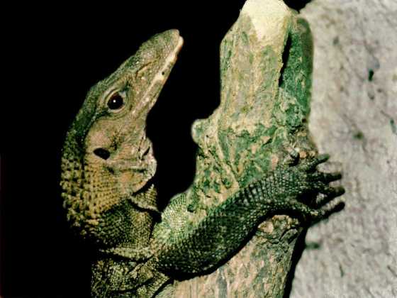 Varanus-rudicollis-03000003008_01.jpg
