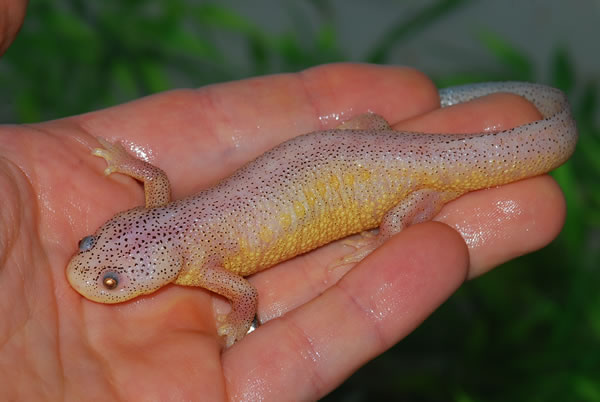 Female%20leucistic%20ribbed%20newt_600.jpg