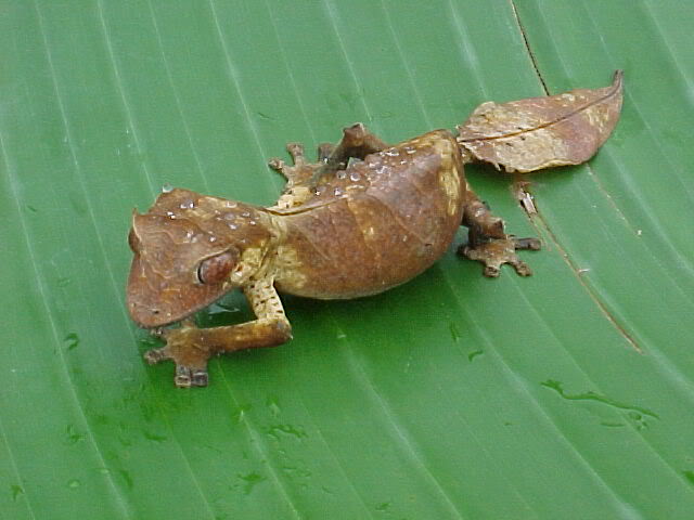 uroplatus_phantasticus.jpg