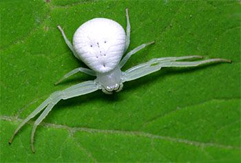 SpiderCrabWhite04.jpg