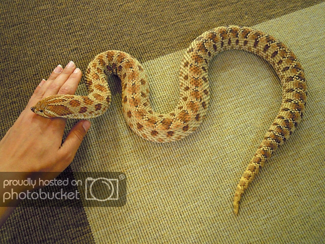 green-hognose-female-1_zpsea7e541f.jpg