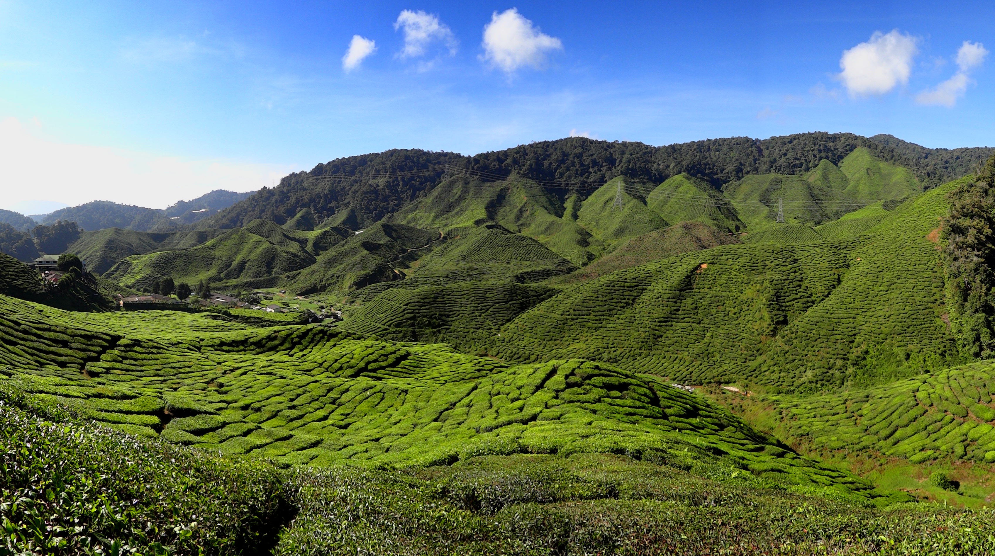 Cameron_Highlands_Tea_Plantation_2012.JPG