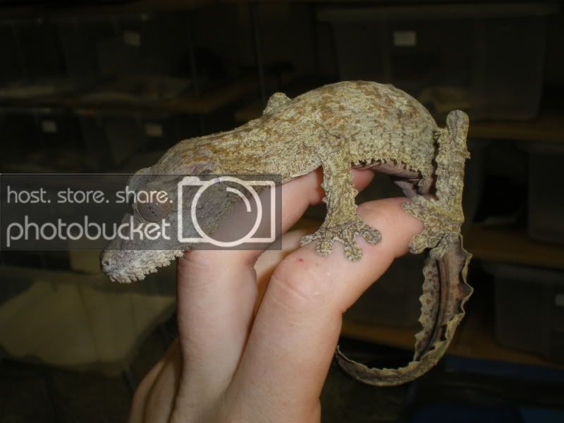 Uroplatusssp016.jpg