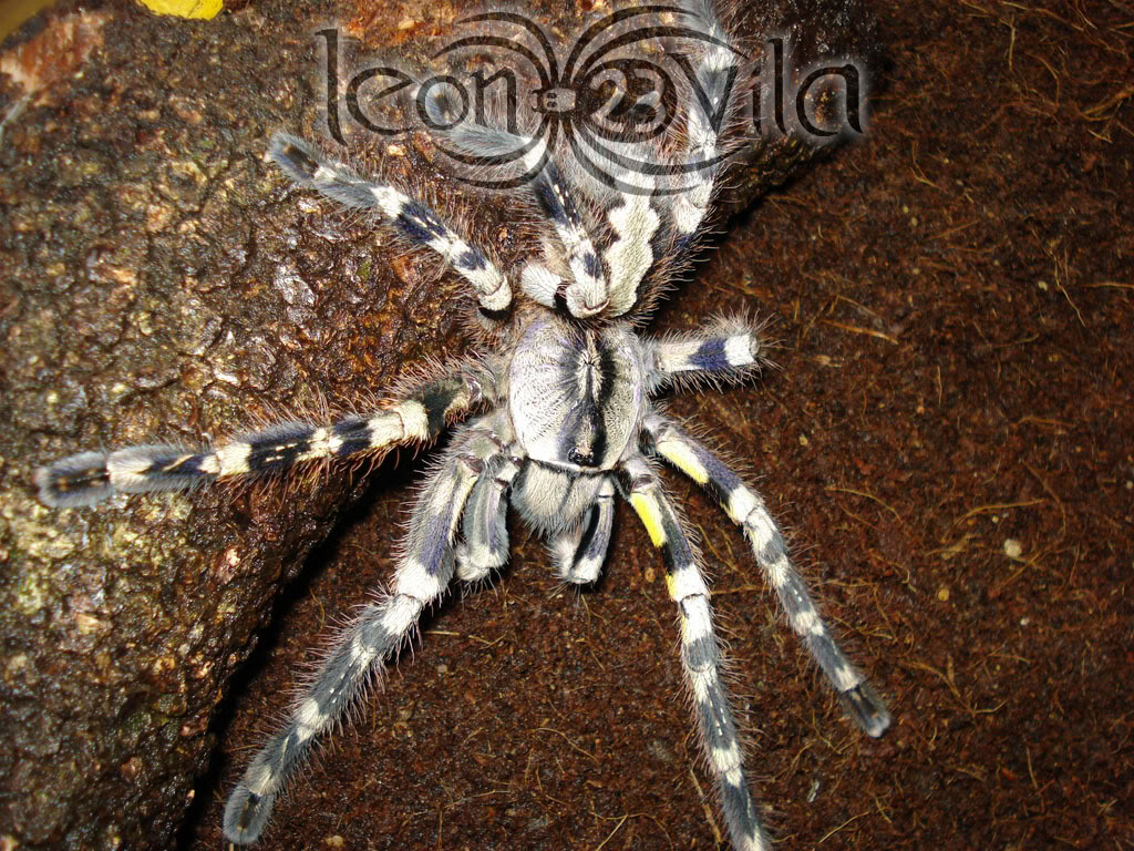 poecilotheriaregalis3.jpg