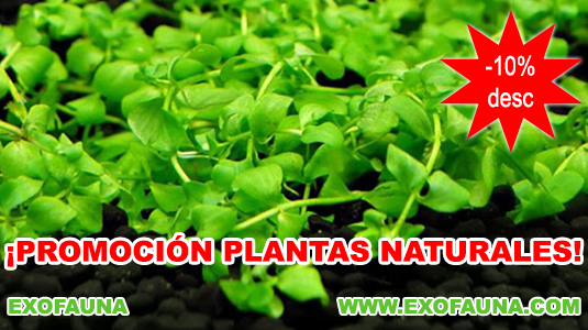 promocion-plantas.jpg