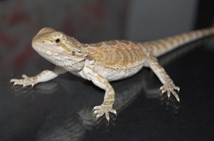 Pogona3.jpg