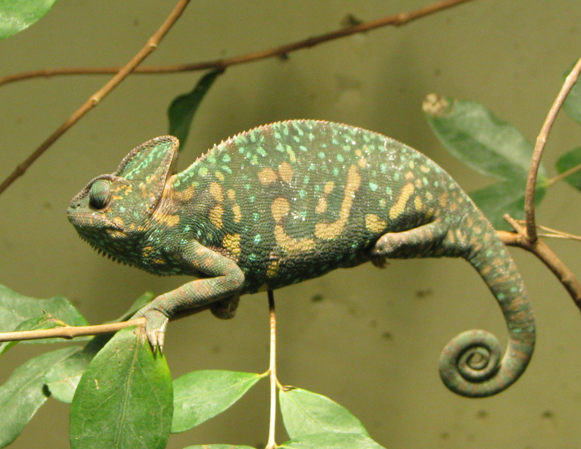 Chamaeleo_calyptratus_female.jpg