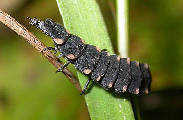 WILDLIFE2003Glowworm.jpg