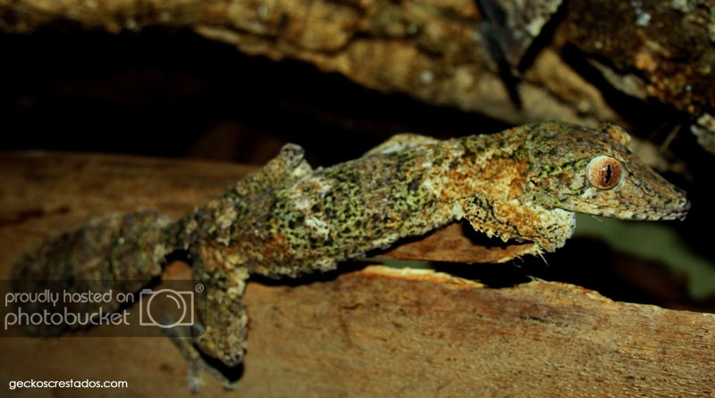 uroplatus_hembra01_zpscf8887de.jpg
