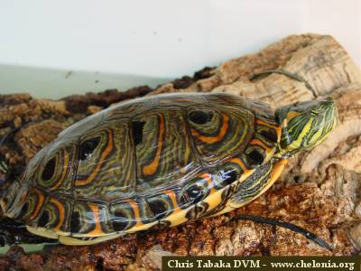 trachemysdorbignyichris1.jpg