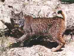 Lince.jpg
