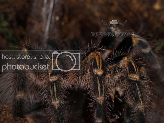 VR22_aureostriata.jpg