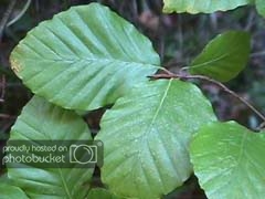 Fagus_sylvatica.jpg