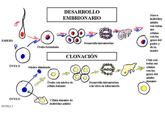 clonacion2.jpg