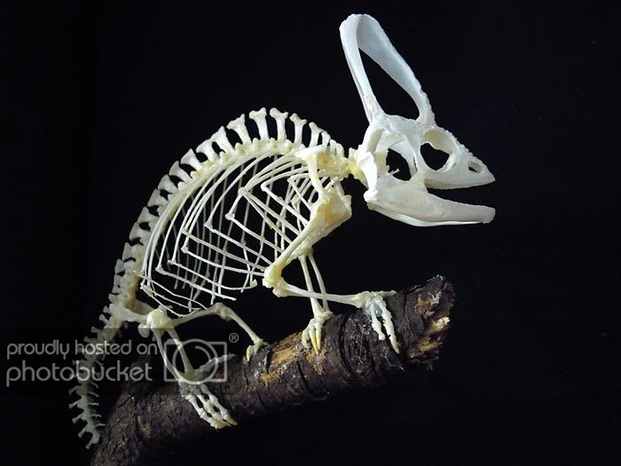 chamaleo-skeleton4.jpg