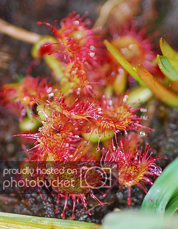 drosera2.jpg