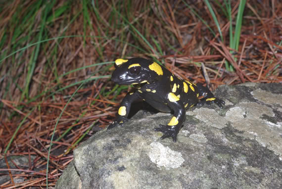 salamandra3web.jpg