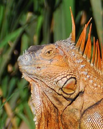 iguana.jpg