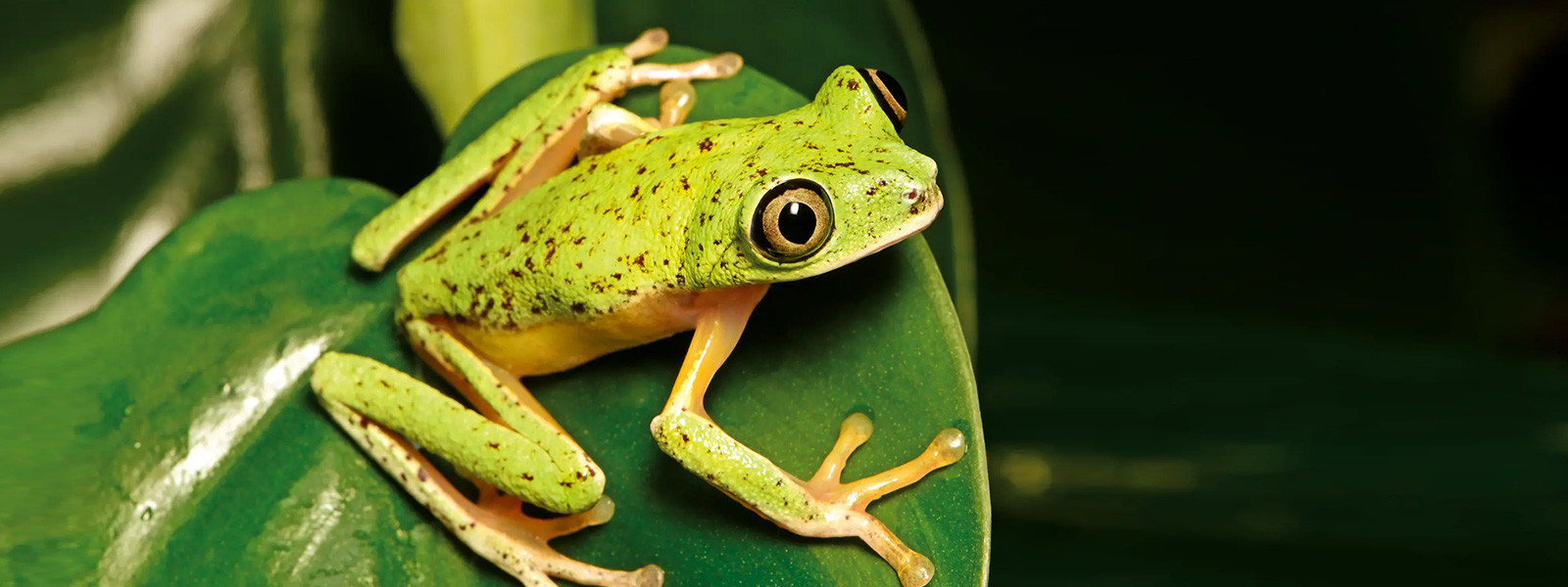 citizen-conservation.org