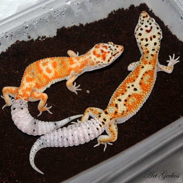 geckotime.com