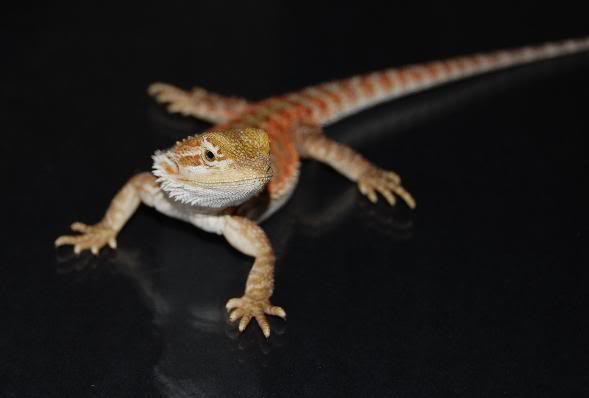 Pogona2.jpg