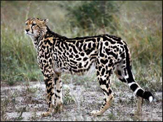 king-cheetah.jpg