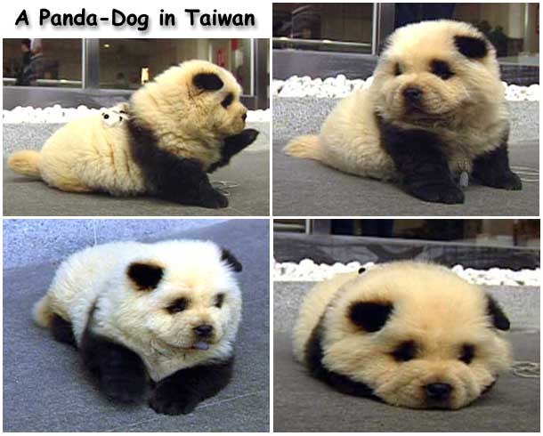 panda+puppy.jpg