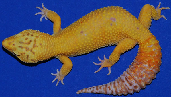 Bell+Sunglow+Carrot+Tail+Leopard+Gecko.jpg