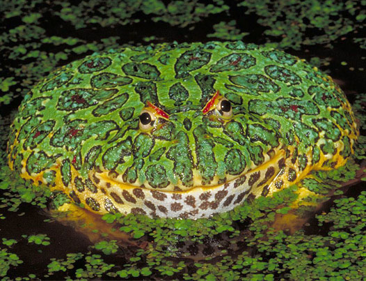 ornate-horned-frog-ceratophrys-ornata.jpg